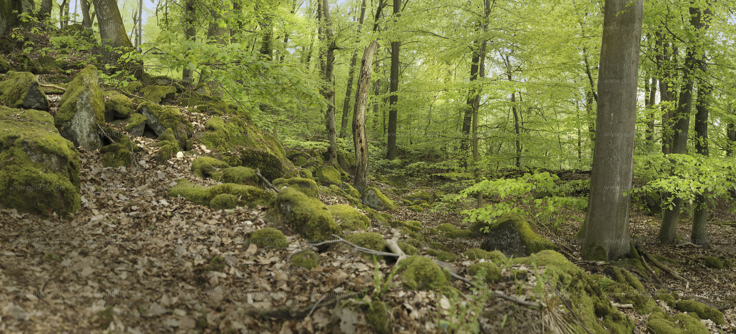 Preview fruehlingswald mit totholz.jpg